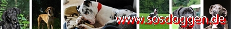 SOS Deutsche Doggen in Not
